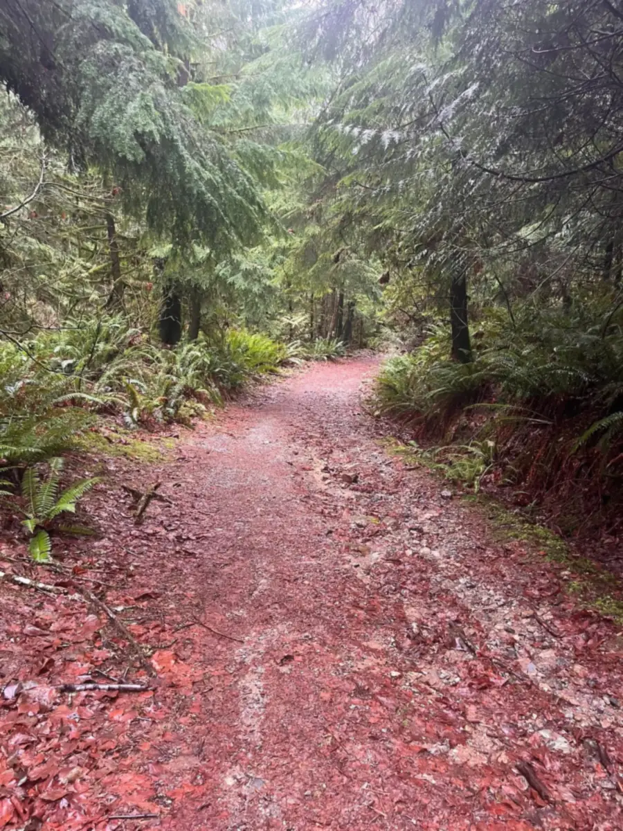 A wide gravel trail carpeted in fallen red-brown leaves, running between banks of green sword ferns and wet evergreens at Belcarra