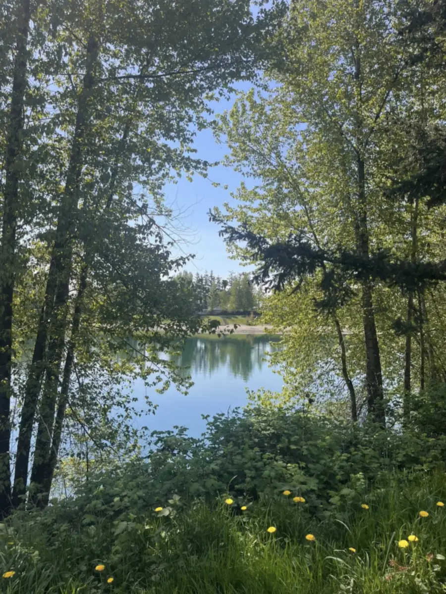 Still blue water glimpsed through a screen of young birch and fir trunks, dandelions scattered through the long grass in the foreground