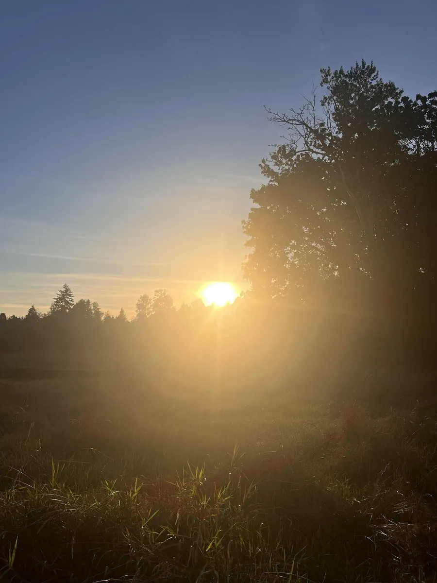 Low sun breaking through a line of trees at the edge of an open meadow, long golden light spilling across the grass