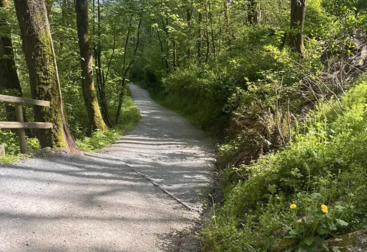 A winding gravel path curving away through sunlit green forest at Aldergrove Regional Park