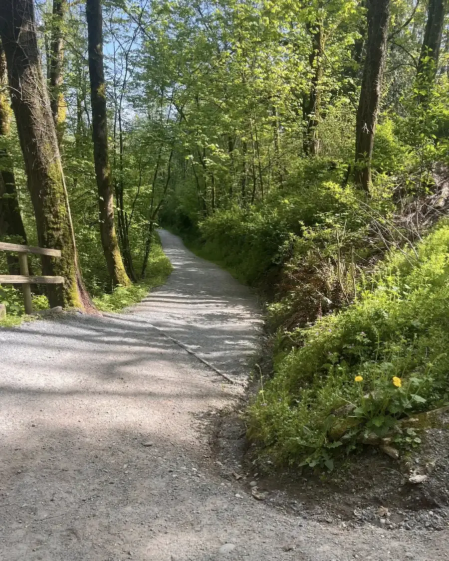 A winding gravel path curving away through sunlit green forest at Aldergrove Regional Park
