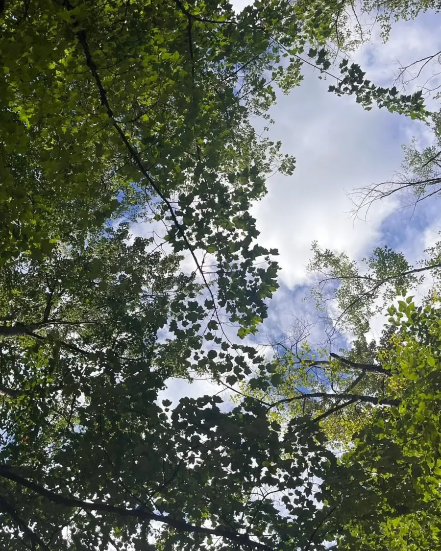 Looking straight up through a canopy of green leaves to blue sky and cloud